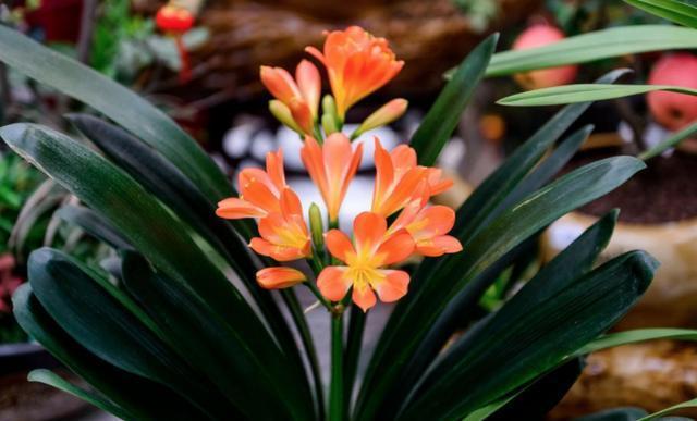 骨粉|养君子兰、长寿花,盆里撒点“万能肥”,新芽猛长,呼呼开花!