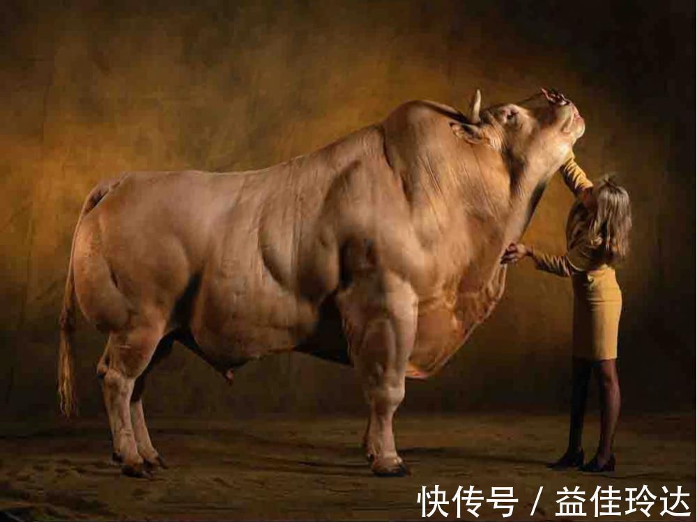 抑制素|魔鬼筋肉牛：人类改造出来的怪物，世界上最强壮的牛，你敢吃吗？