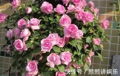 此花，比茉莉好看，比月季开花多，层层叠叠似牡丹，能开300天