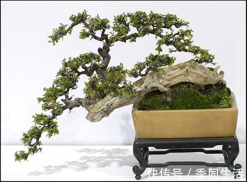 雀梅盆景的一些养护技巧，简单易懂，不知道这些养护技巧，会吃亏