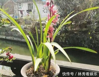 叶子|兰花移栽、换盆就死掉学会3招,养一盆活一盆,叶子飘逸花箭多
