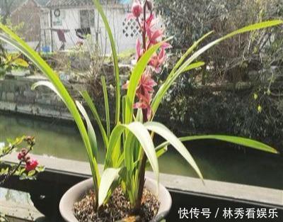 叶子|兰花移栽、换盆就死掉学会3招，养一盆活一盆，叶子飘逸花箭多