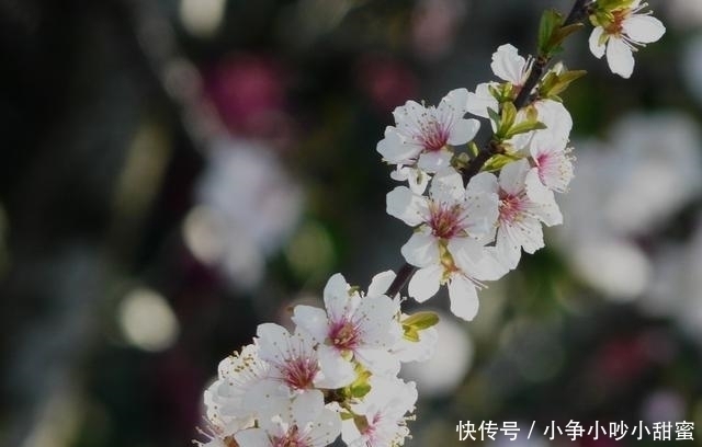 种植|最适合庭院、屋顶绿化种植的植物,各月开花顺序整理,不收藏吗?