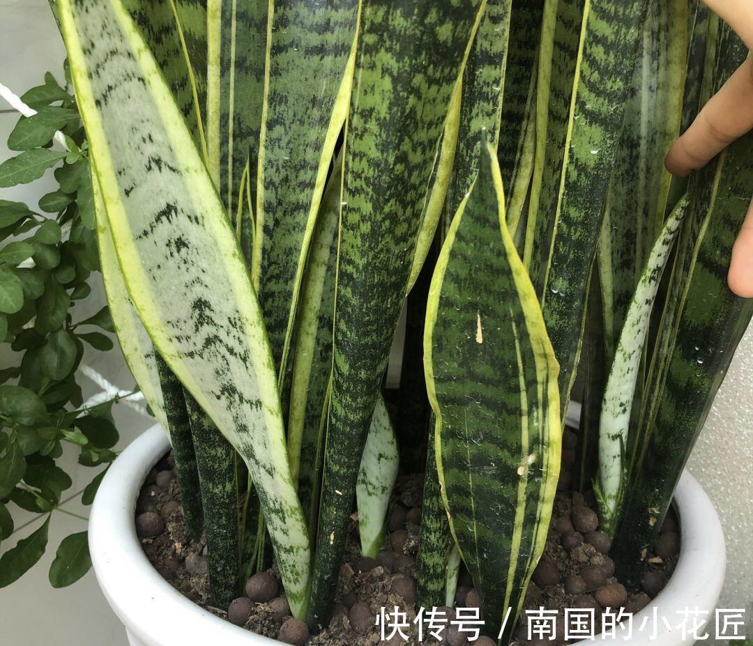 发芽|养了1年虎皮兰，不长叶、不发芽？可能是3个原因导致