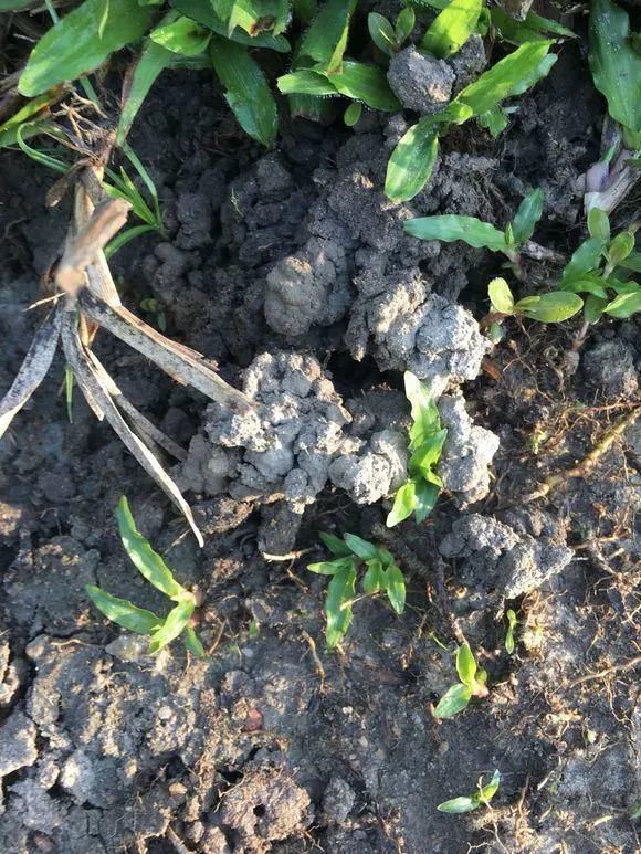 黄化病|总烂根黄叶,盆里撒一把它,不管多难养,很快能冒芽冒花!