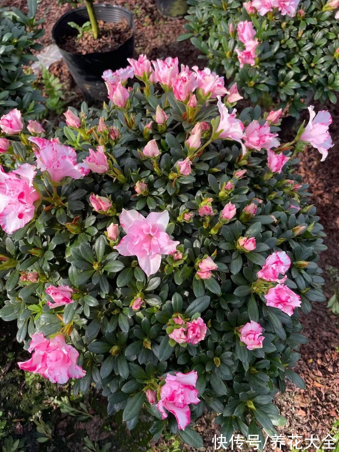 花友|“养花圈”最坑人的3种花,老花农都入过坑,买回家就是浪费钱