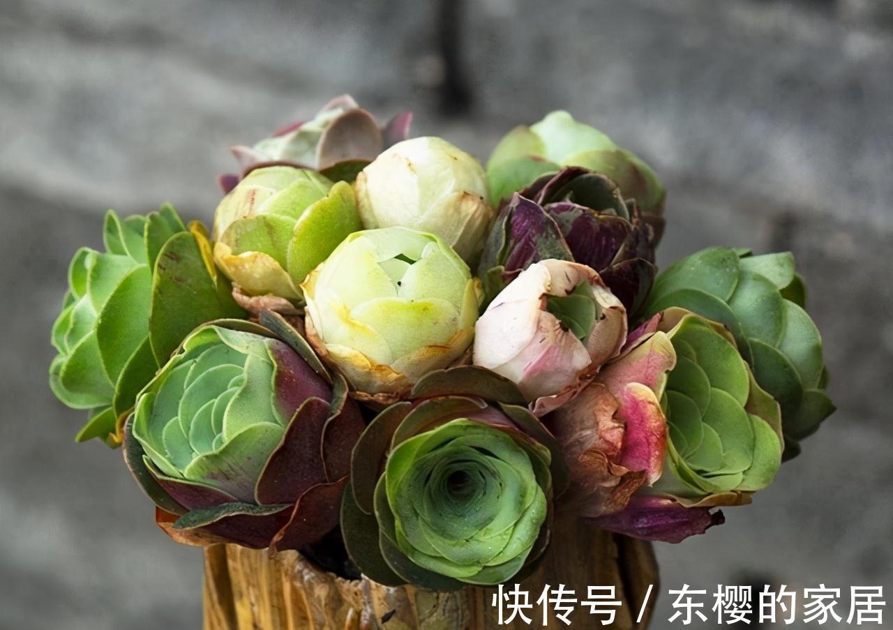 夏天|张大哥养肉10多年，总结出4个“耐热品种”，肉迷都喜欢