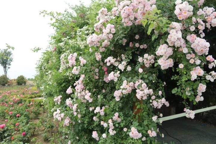 武俊|以花之名，遇见爱！泰山花海的“爱情花”进入盛放期啦