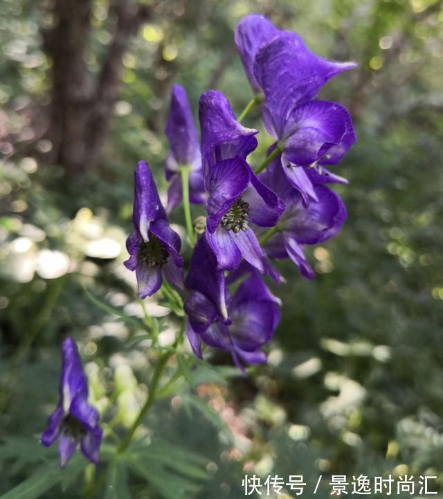 乌头|门口的果子像“龙葵”,赶紧要拔掉、千万别吃,会中毒