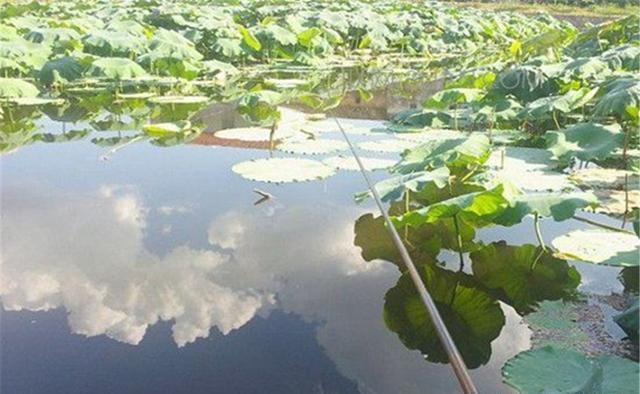 地方|夏季钓鱼不钓草？在有水草的地方钓鱼，钓位选择一定别任性