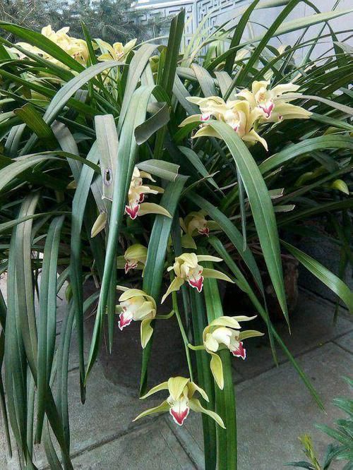 养兰花,有技巧,4个“基本”不能少,根系健康,花箭窜的高