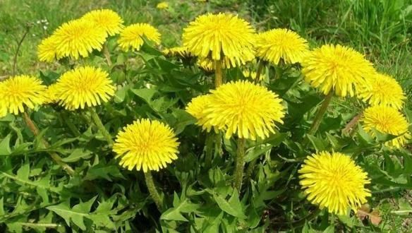 农村地区|高血糖人群，不妨多吃三种碱性食物！降低血糖简简单单！