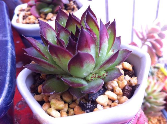 观音莲多肉叶片饱满有个性,想要养出“爆盆”感,这几招别错过