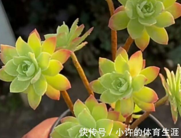 多肉薄化妆养护注意4点,叶色呈现靓丽的粉红色