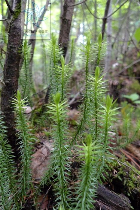 外伤|小接筋草，见过吗？止血，续筋。用于跌打损伤，外用治外伤出血