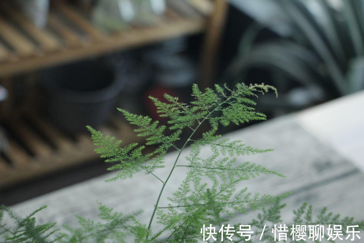 根部|文竹养着养着就黄叶浇水浇对了,叶子常年绿油油!