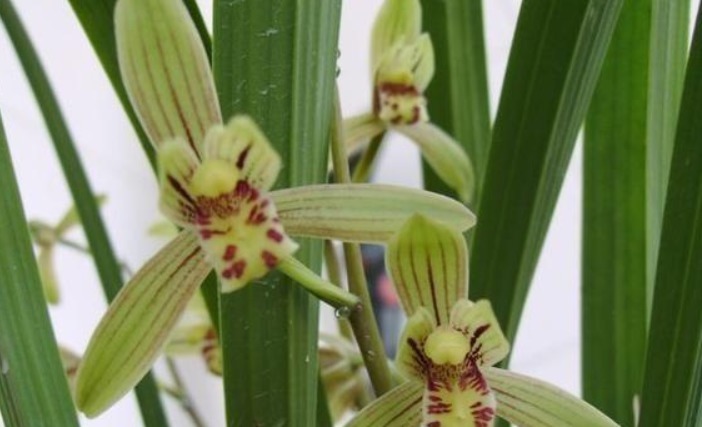 兰花施什么肥好记住此3种营养素的作用，兰花施肥恰到好处