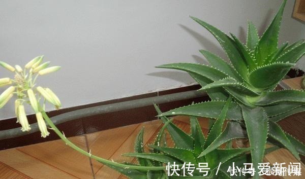 芦荟开花到底好不好老花匠你先养开花再说!