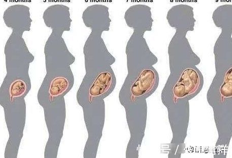 胎儿|怀孕5个月肚子显怀吗？5个月胎儿发育得怎么样？你想要的都全了