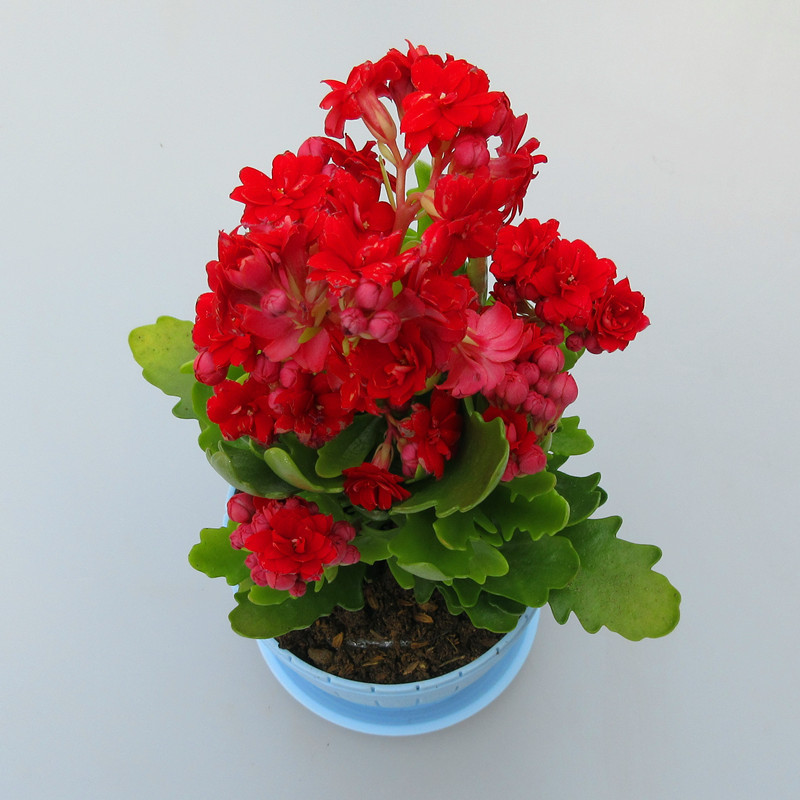 有一种花叫“养不死”,全年开花200天,养在家里全家身体健康