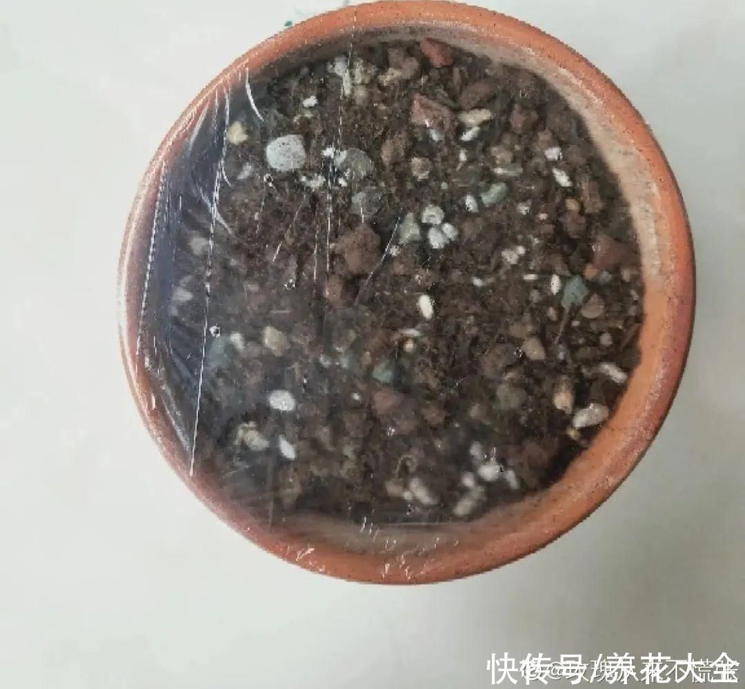 9种花,夏天休眠了,一定少浇水,否则越浇越死