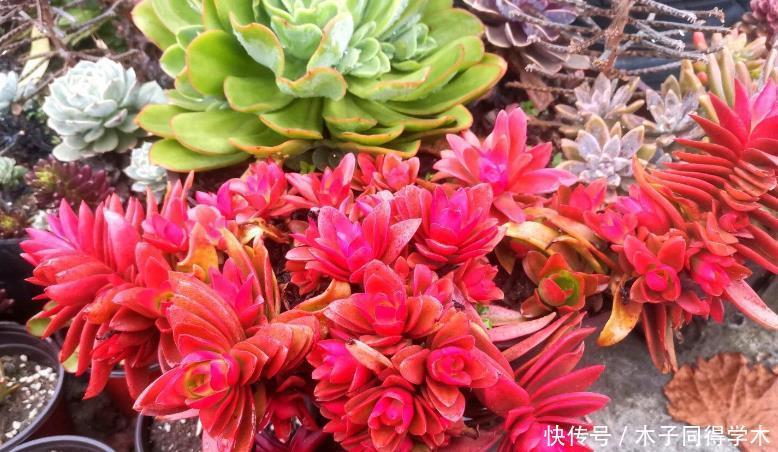 养护|夏季养多肉浇水,这3方面要加倍小心,否则烧根掉叶