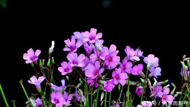 叶子像蝴蝶,一颗种子种十盆,天天开的花,猜猜这是什么花~