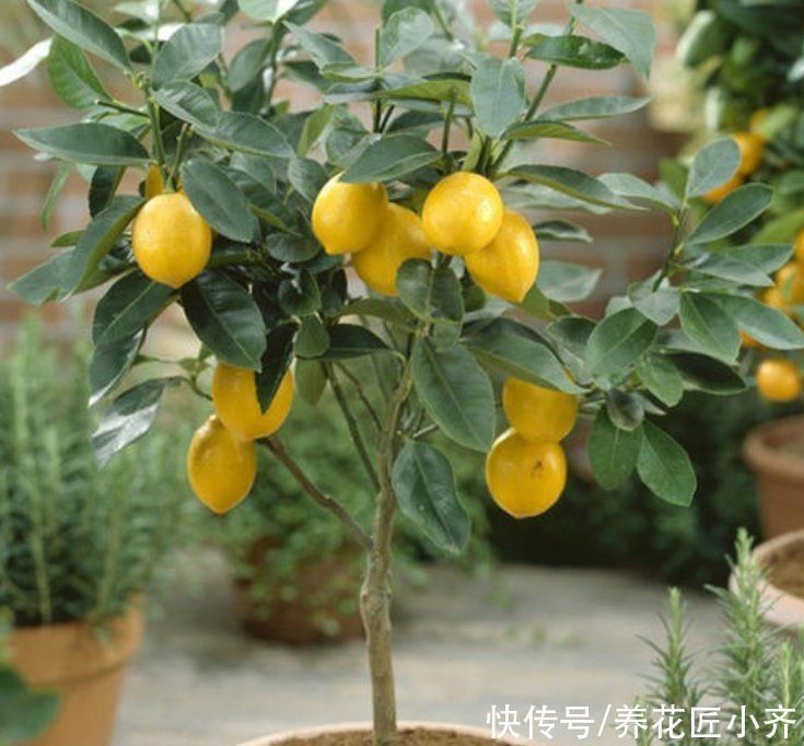 发黄|养这7种花，“醋”要经常浇，每月浇一碗，叶子绿油油