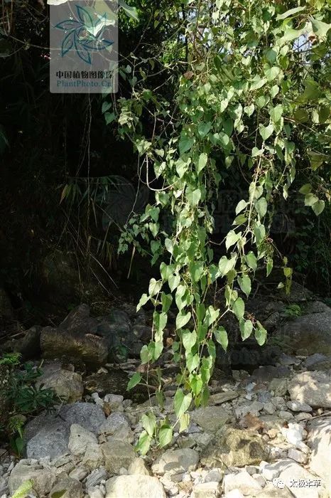 疮疡肿毒|飞龙接骨,见过吗?用于扭伤骨折、腰肌劳损、坐骨神经痛