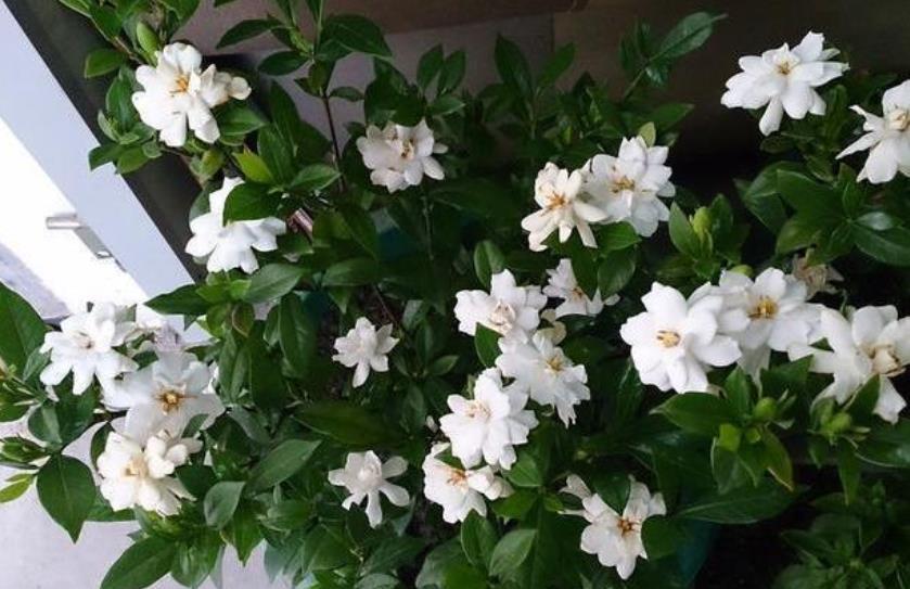 长势|9月养栀子花，牢记4个小技巧，新叶长满盆，还能再次开花