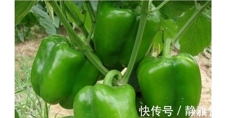 蔬菜|此蔬菜15元1斤,铁是鸡肉的4倍,钙是7倍,虽然贵多吃身体好