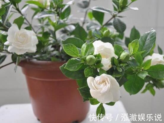 老桩|养栀子花,几个“小技巧”,三年养成树,开花满枝,芳香又美丽!