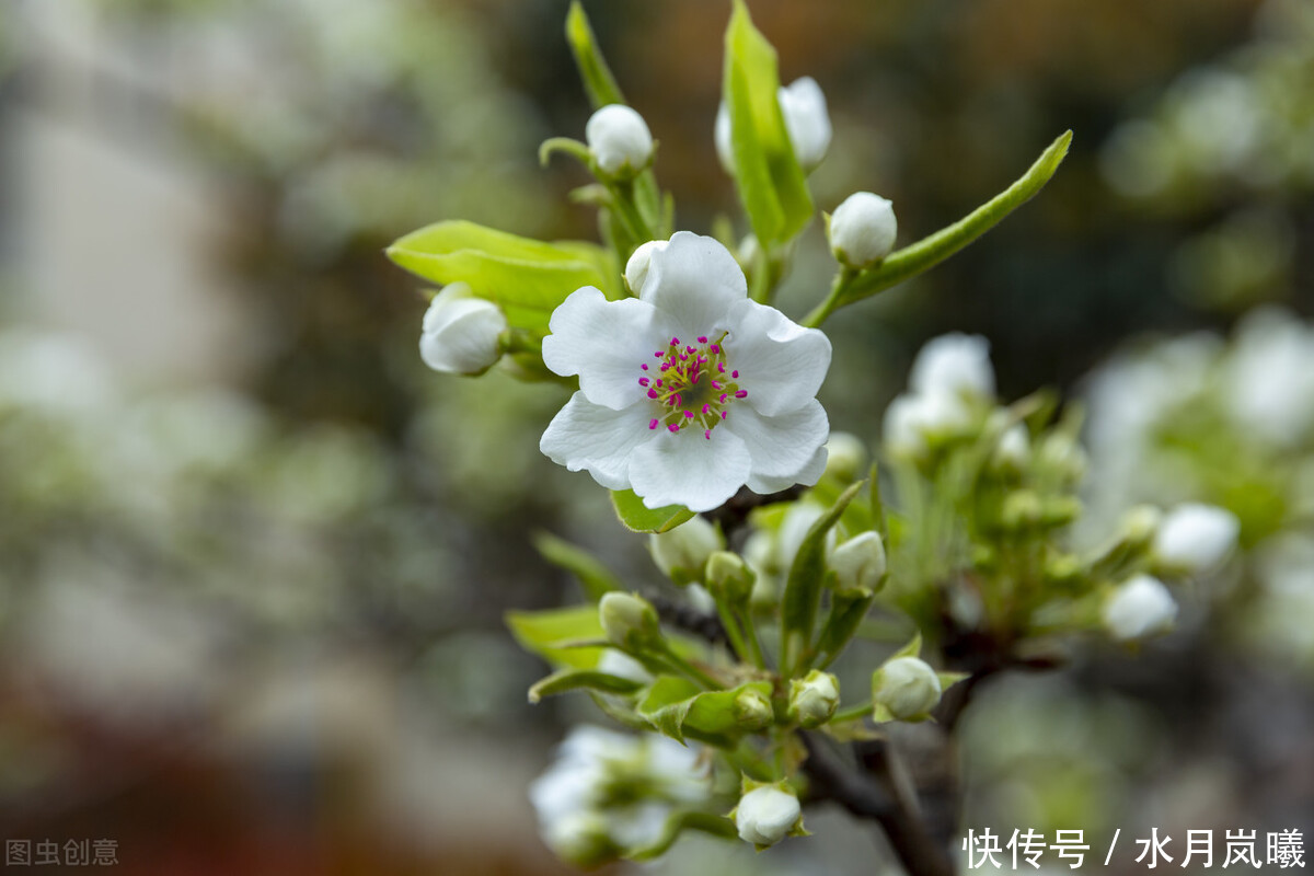 春夏秋冬@情思缱绻,碎语年华,总有一个人,止于唇齿,掩于岁月
