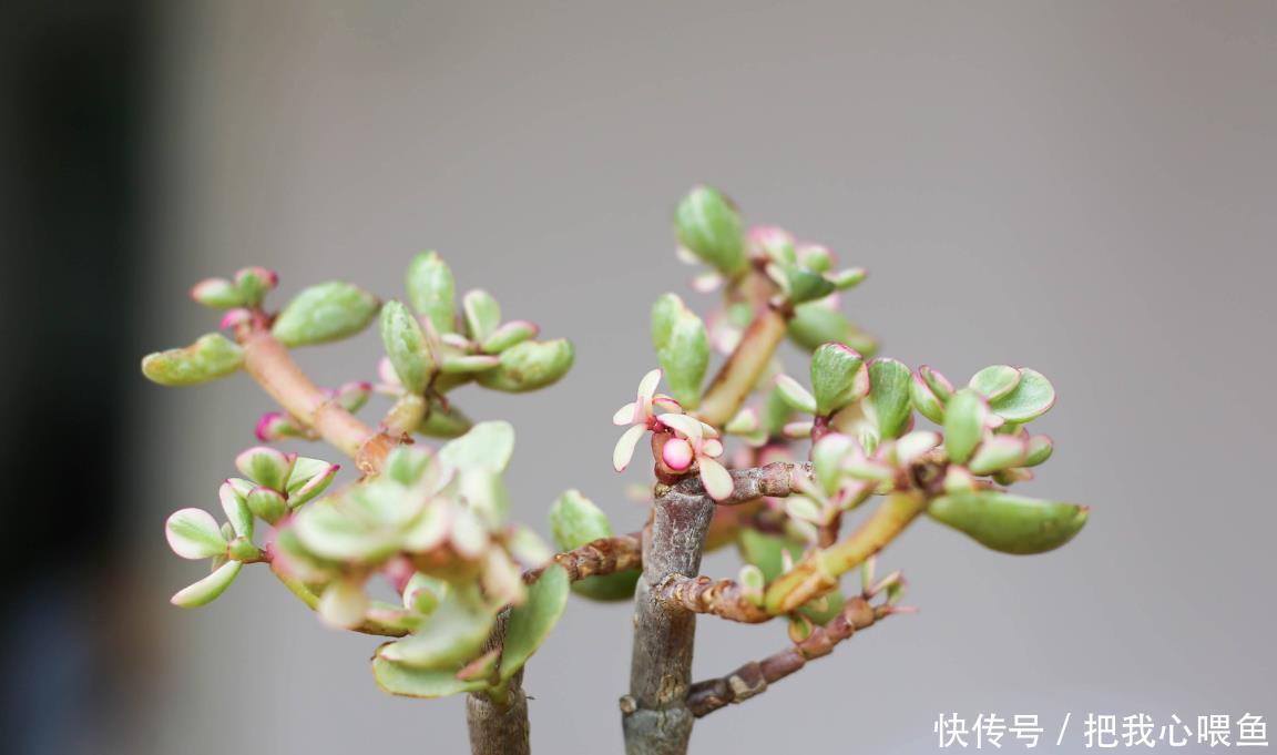 九华|有几种花购买要仔细了,长得很像,新人容易买错