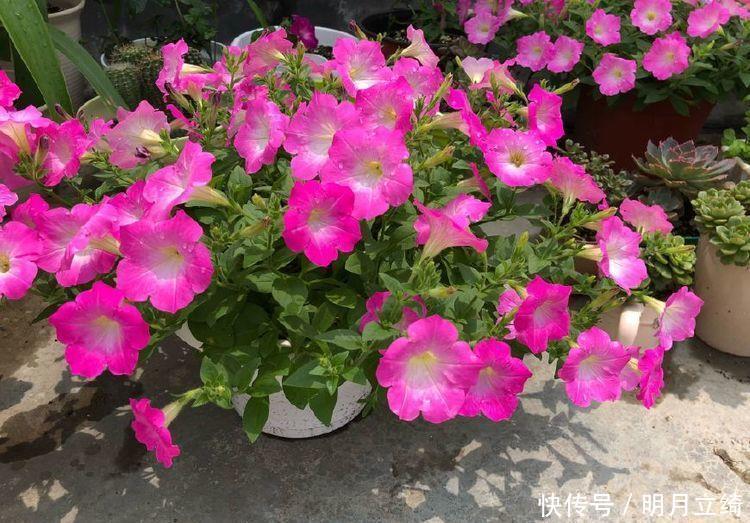 4种花是爆盆能手，好养易活，对待新手很友好