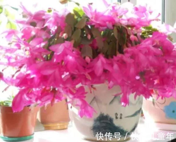 蟹爪兰开花期间叶片干瘪发蔫,花苞打不开,是什么原因造成的