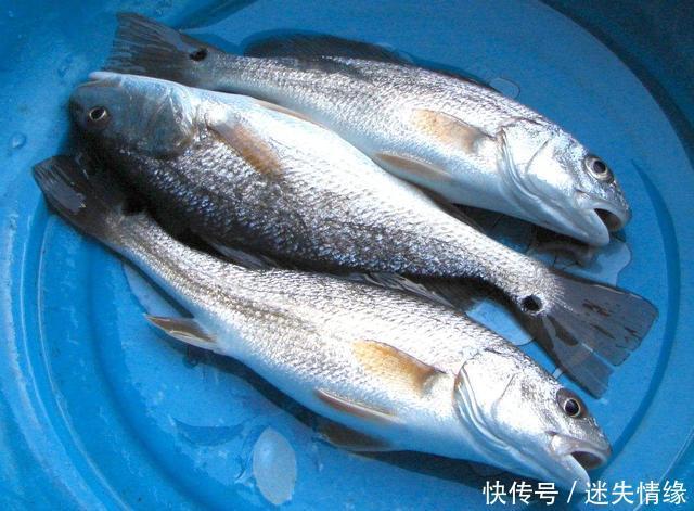 美国|鱼从美国引进,肉质鲜美蛋白高,养殖前景广,一斤卖28元