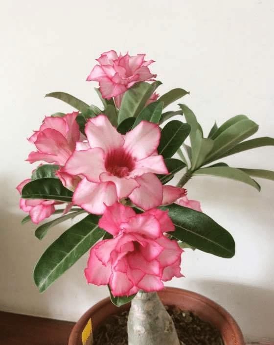 这些花最爱掉花苞,千万少浇水,越浇越不开花早看早知道