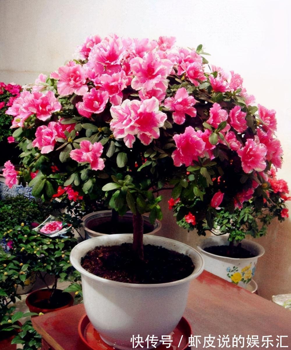 冬天花市“猫腻”多,5种“激素花”,多好看也别买,白白浪费钱