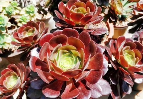 多肉黑法师和紫羊绒都是法师系的基础品种，但后者的颜值明显更高