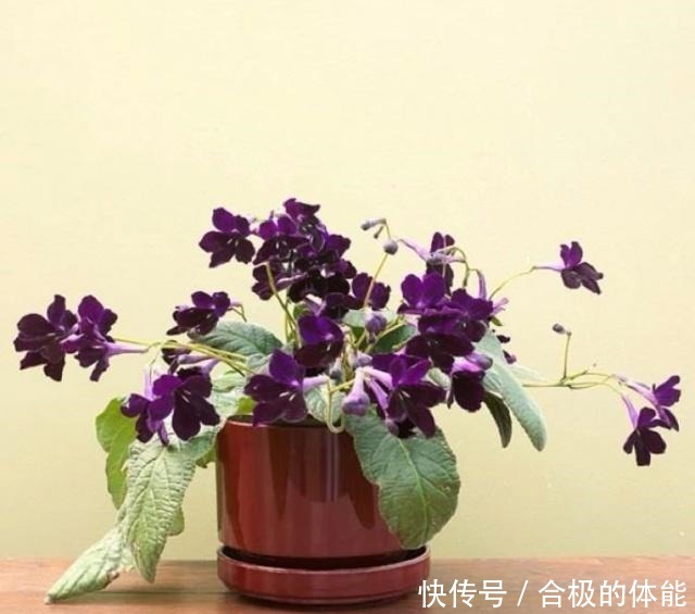 13种最佳的室内盆栽花卉,给一点点光照就可以开花了!