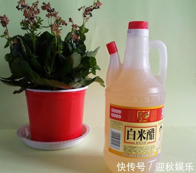 3种“肥水”,给月季浇一浇,开花多又艳,一年开花200多天!