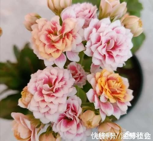 花根|这6种花，浇水越多死的越快，千万管住手，少浇水长得旺