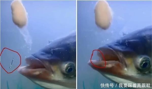 小鱼|钓鱼技巧野钓中鲜为人知的“绝招”，有的鱼就要用非常规钓法！