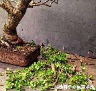 盆景|还养花现在很多人都养这“1种绿植”,枝干一变粗,就值钱了!
