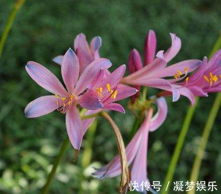 此花所代表的是伤心和离别,就像是百合一样,不过花色很美