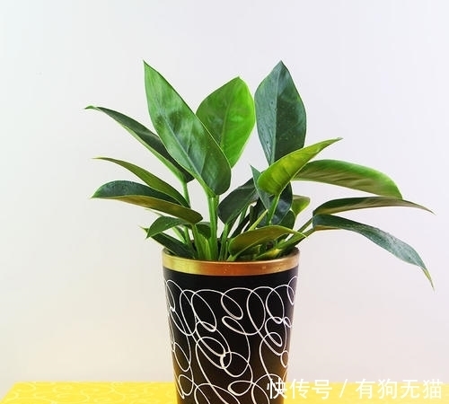 89%的人不认识这种植物,它才是净化甲醛的高手