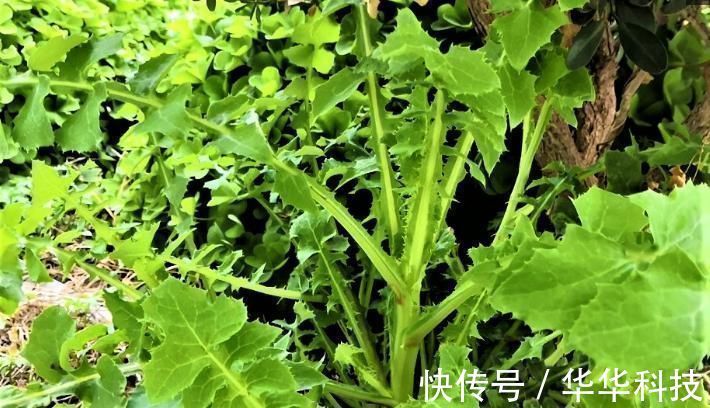 蒲公英|农村的这种野菜，比蒲公英还有营养，却被很多人当野草拔了