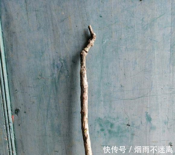 玩盆景造型很重要哦,就像这两个六月雪素材,这样培育真的美翻了!