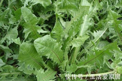 农村|农村到处都是宝，3种常见野菜，养肝护肝，肝脏排毒，女人更年轻